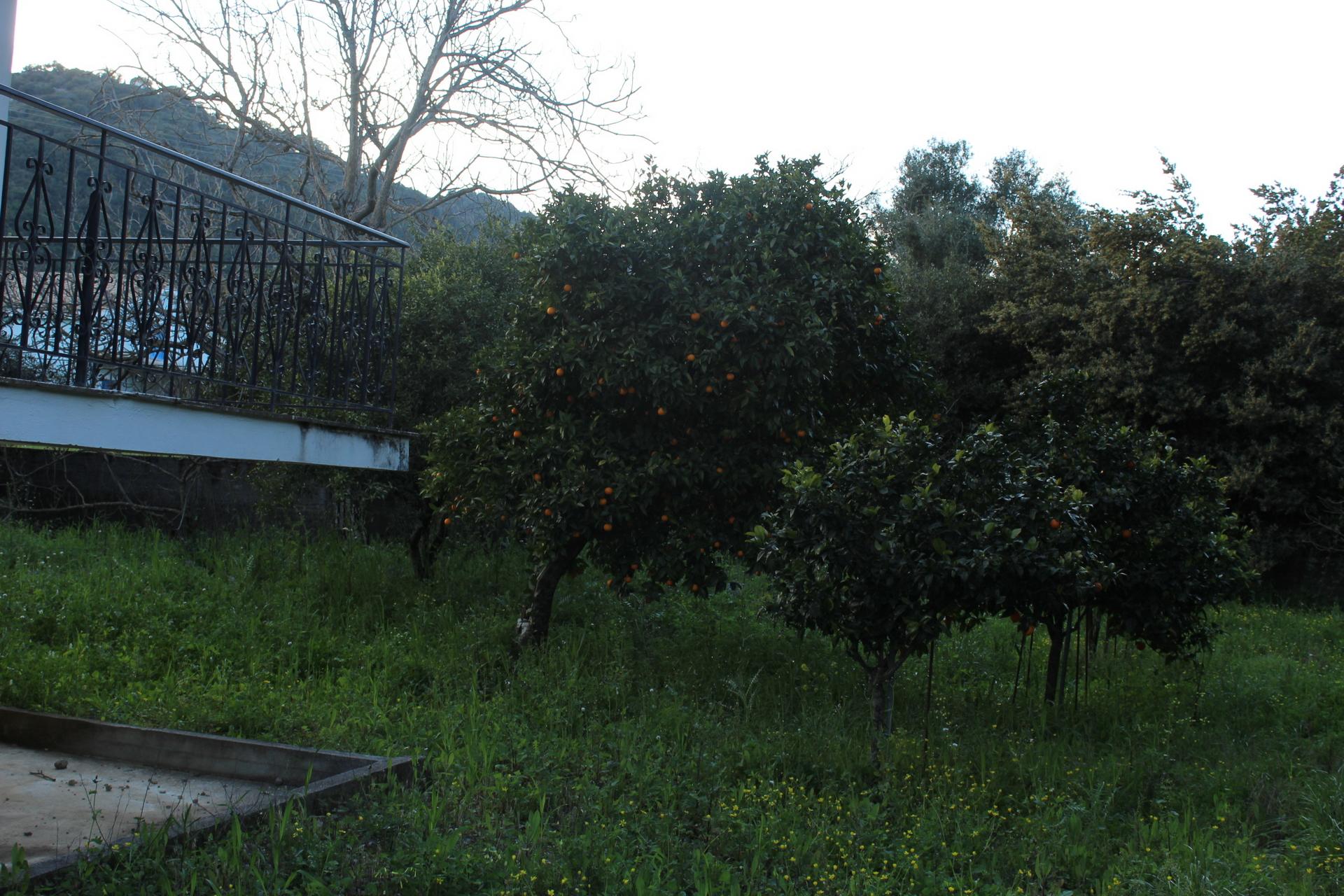 tzannata-img_0626.jpg